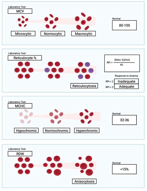 blood drop test for anemia|full blood count anemia.